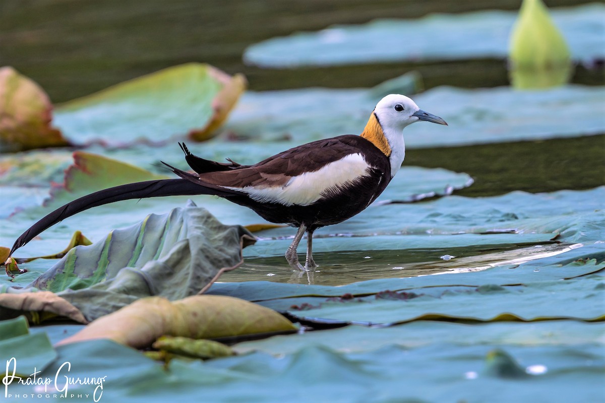 Pheasant-tailed Jacana - ML620558947