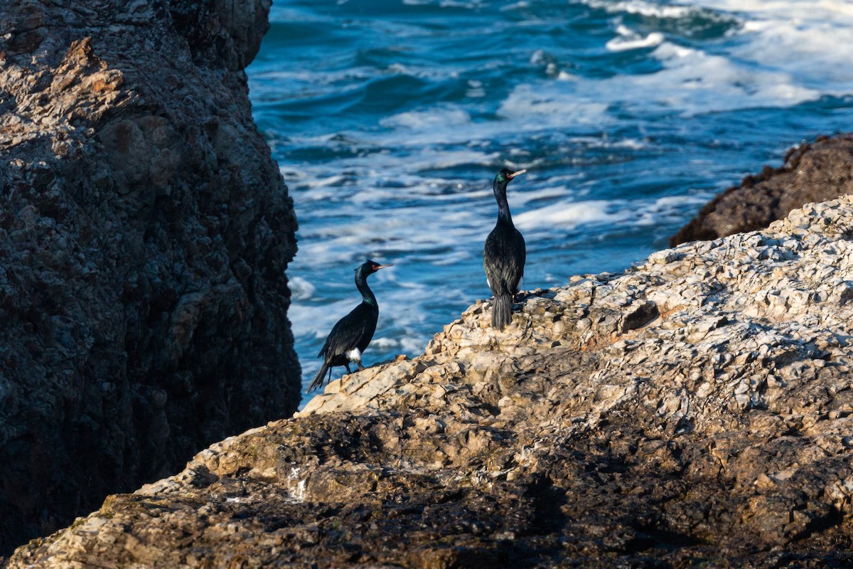 Pelagic Cormorant - ML620558953