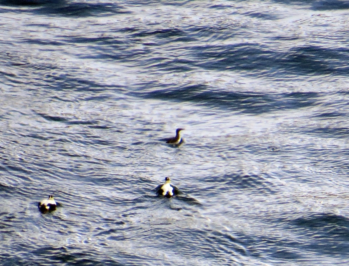 Common Murre - ML620558957