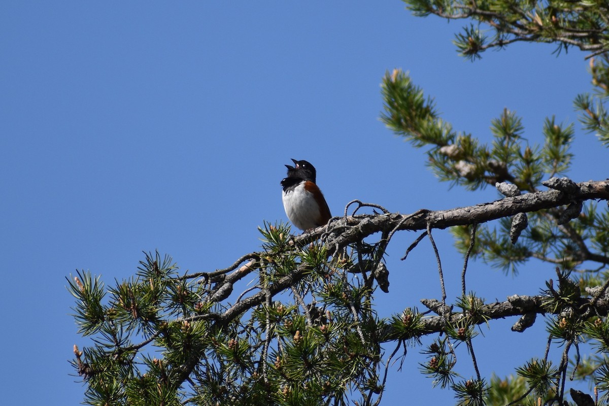 Eastern Towhee - ML620558959