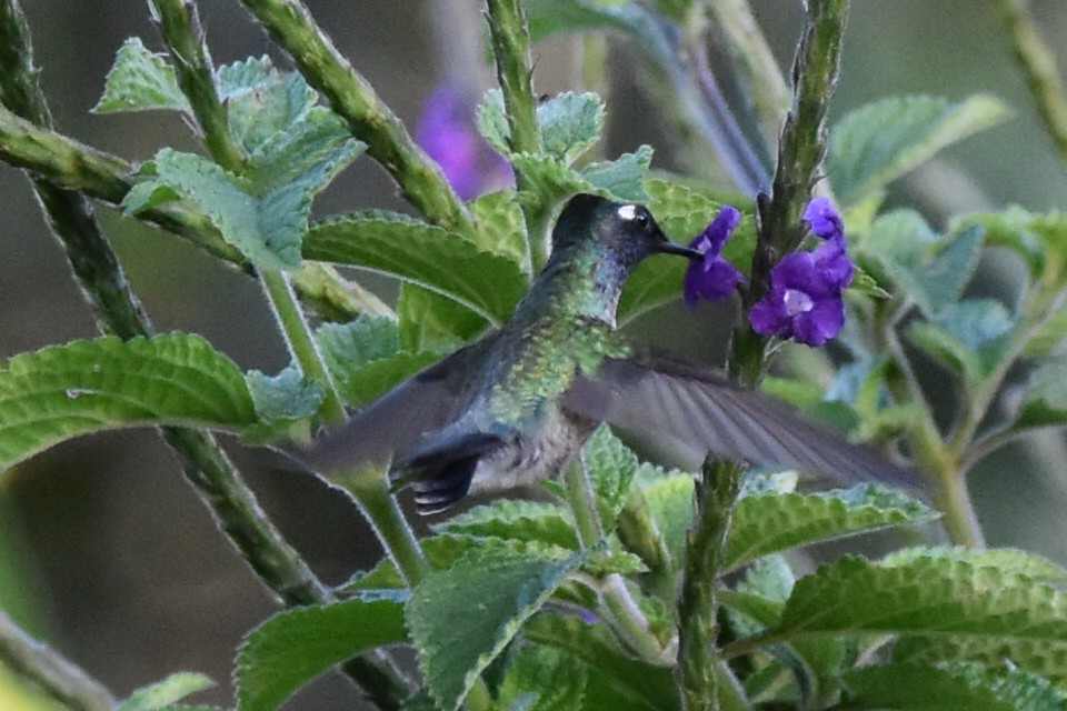 Фиолетовоголовый колибри - ML620558967