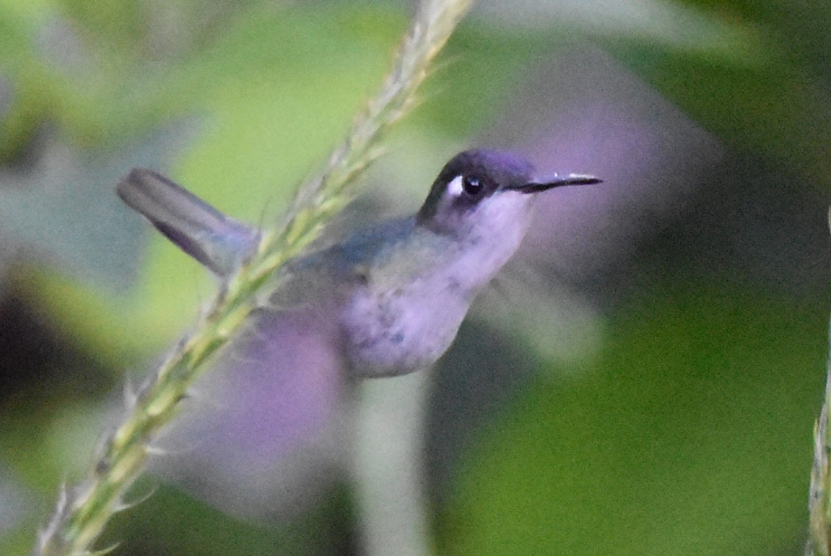 Violet-headed Hummingbird - Alejandro Arana