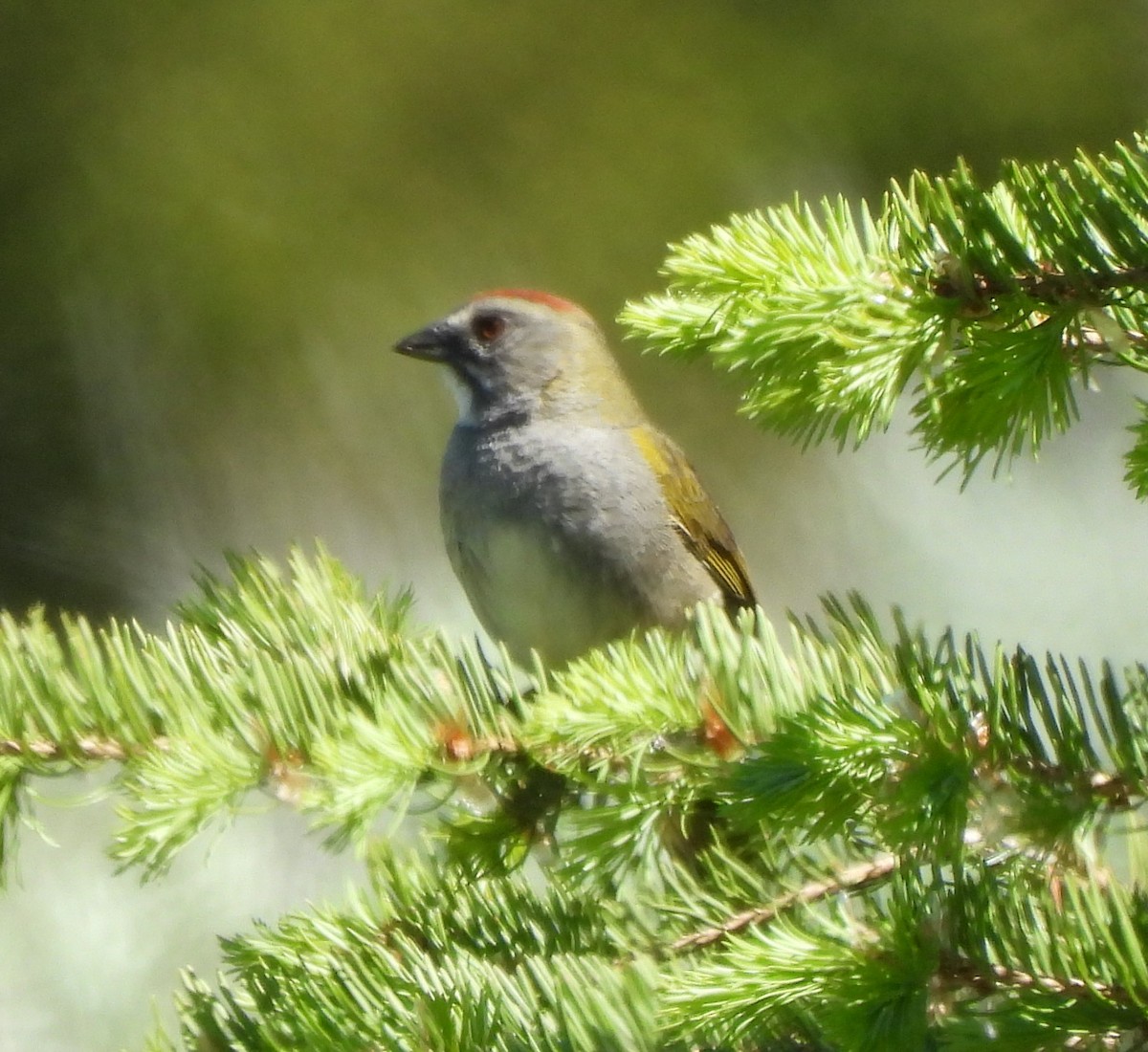 Green-tailed Towhee - ML620558969