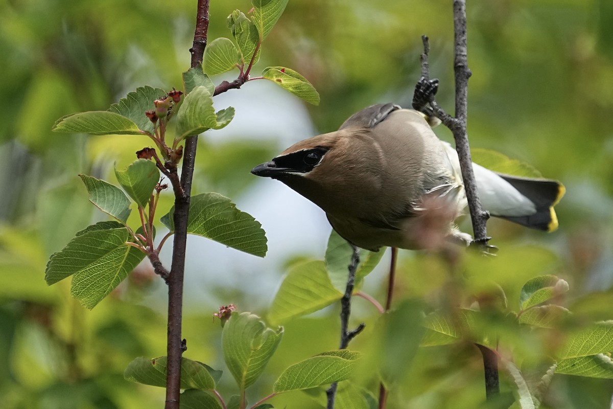 Cedar Waxwing - ML620558970