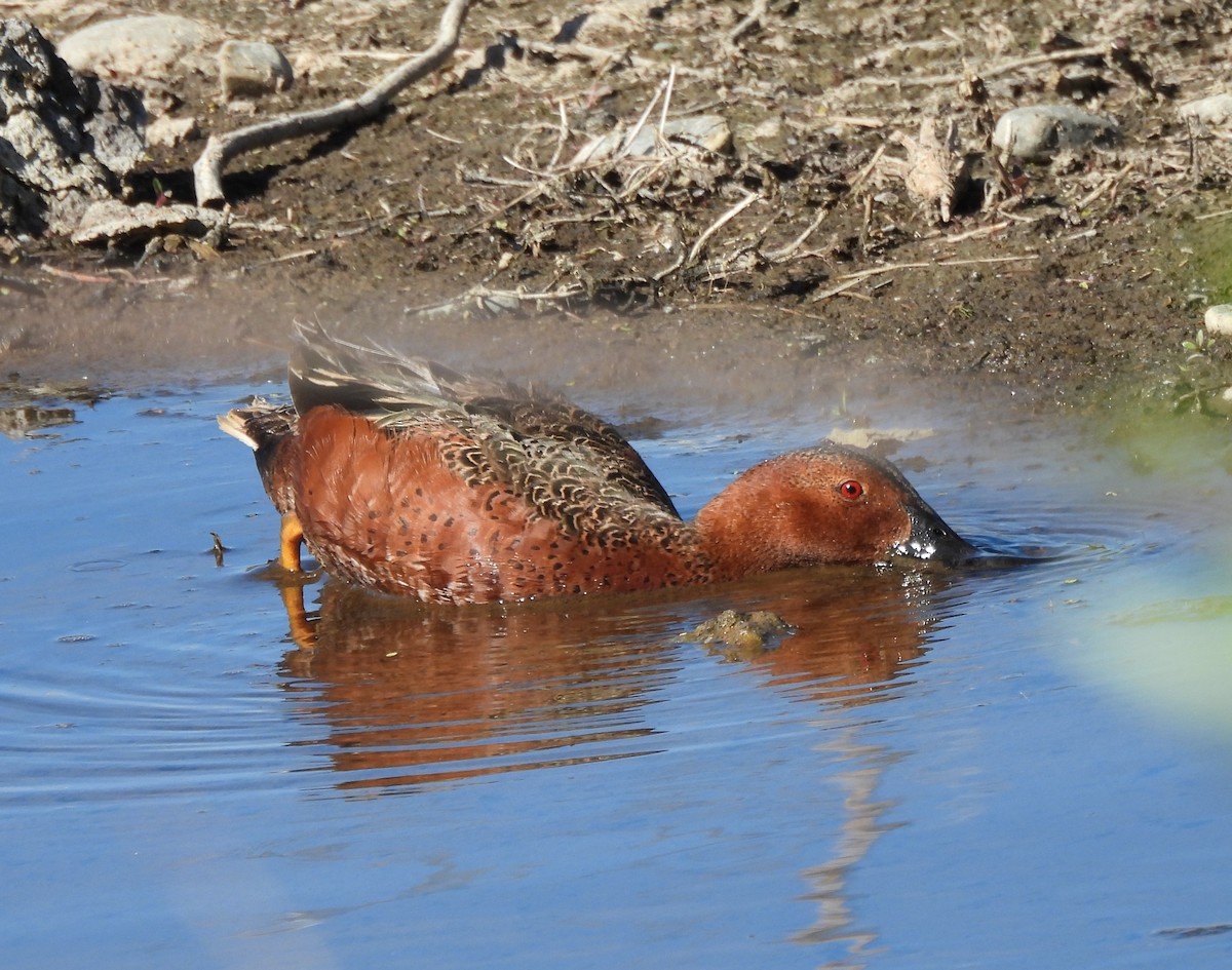 Cinnamon Teal - ML620558977