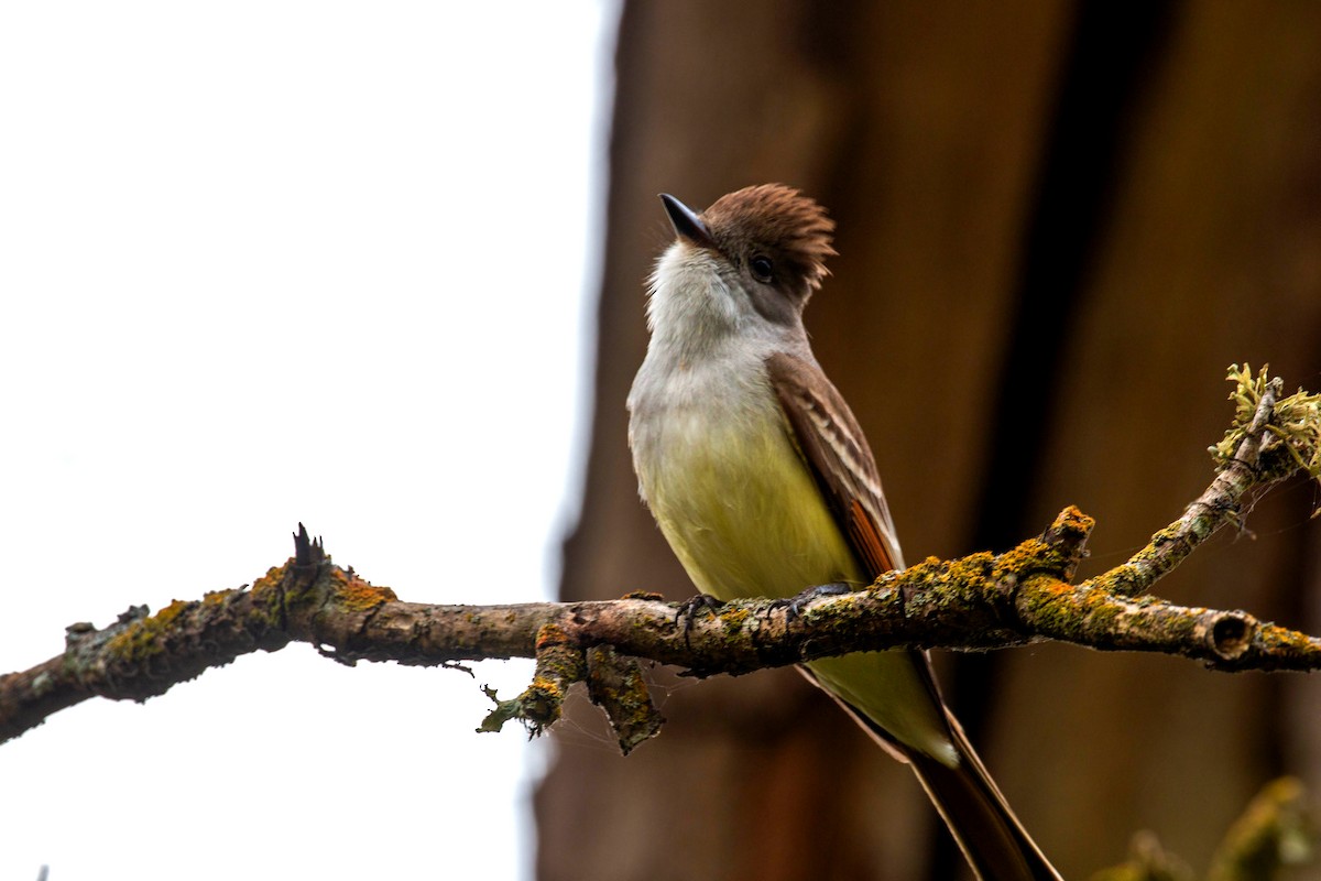 Ash-throated Flycatcher - ML620558982