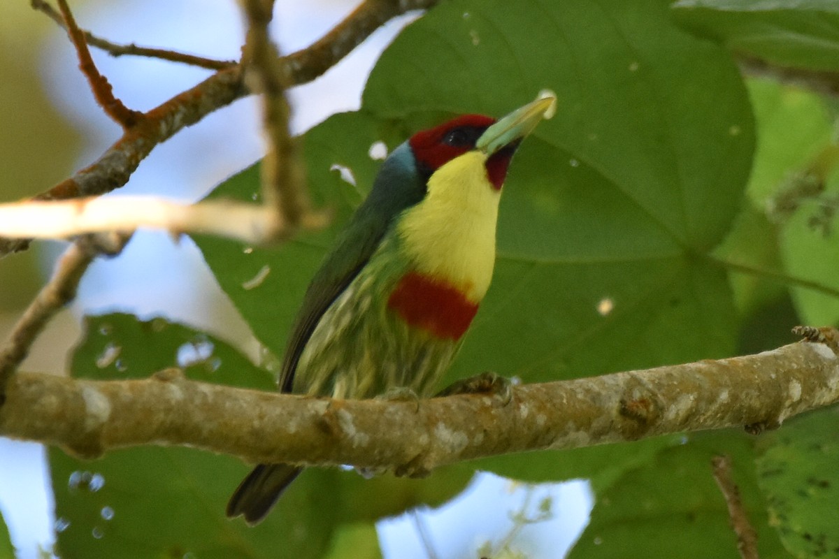 Çok Renkli Barbet - ML620558994