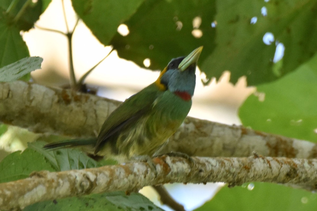 Çok Renkli Barbet - ML620558995