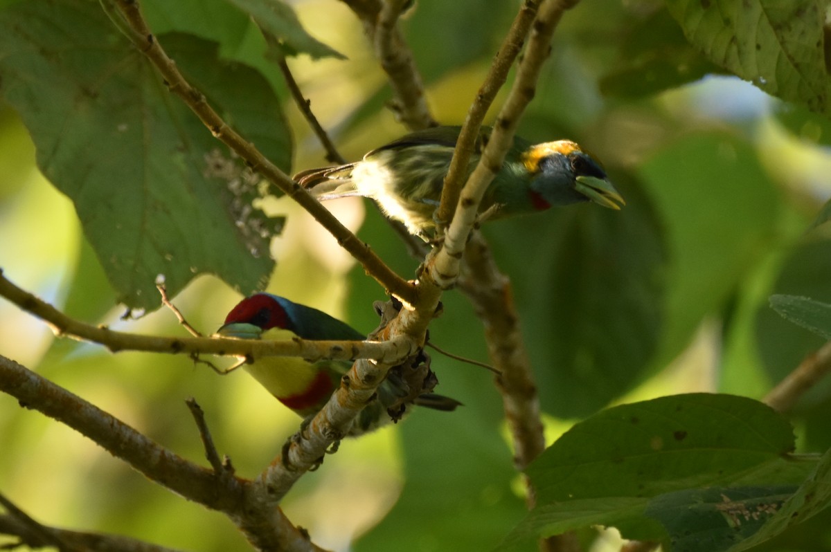 Versicolored Barbet - ML620558996