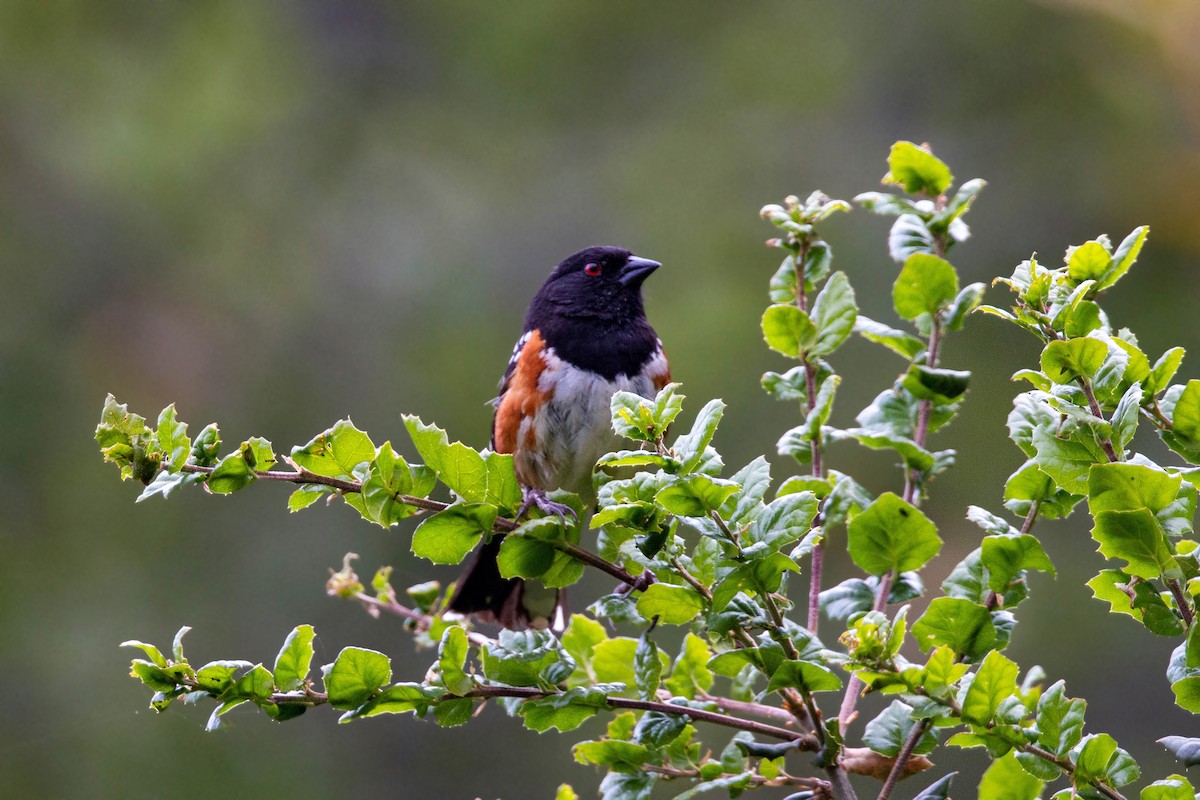 Spotted Towhee - ML620558997