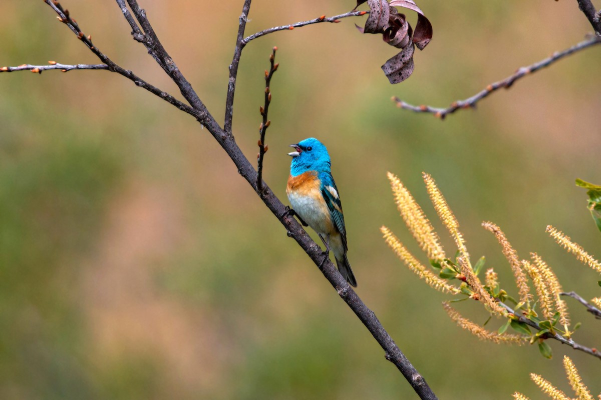 Lazuli Bunting - ML620559005