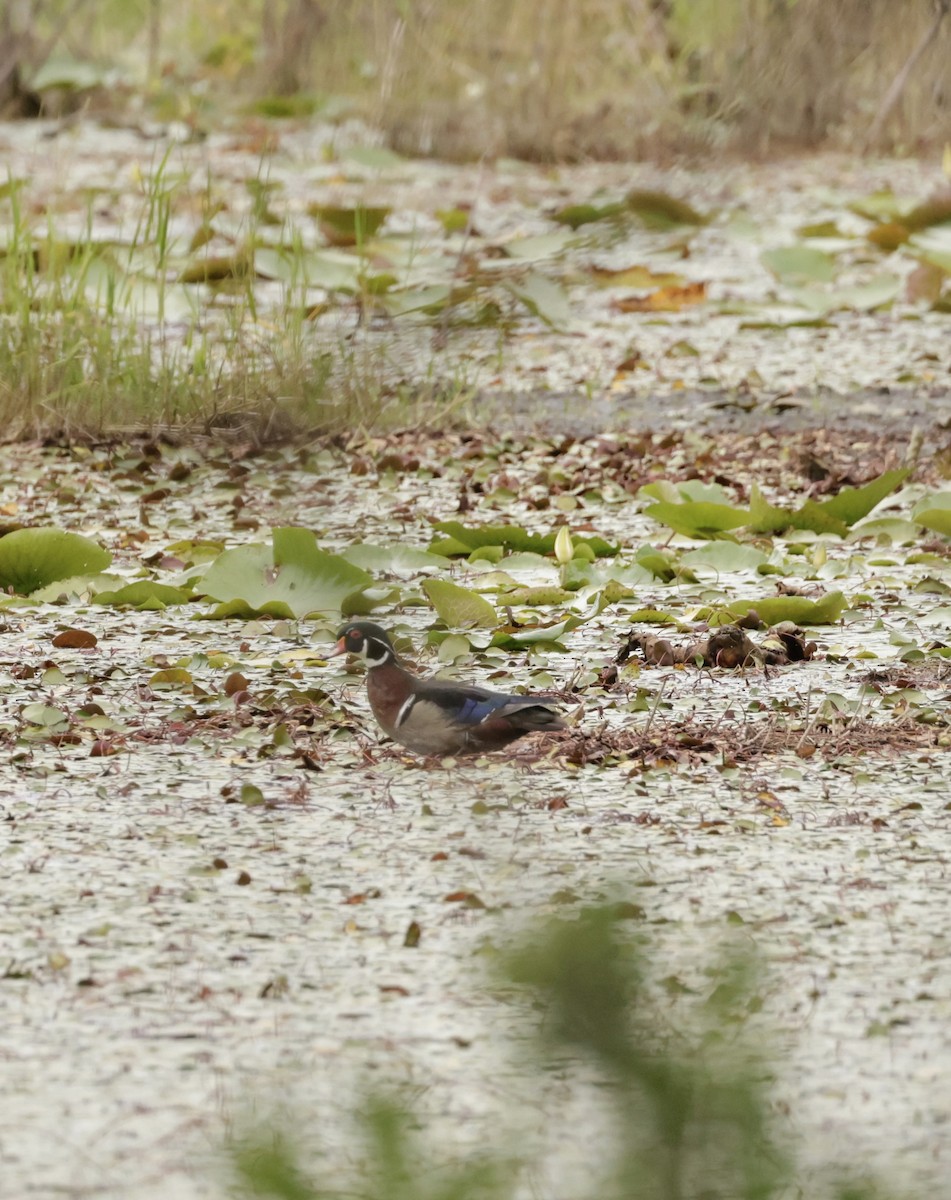 Wood Duck - ML620559010