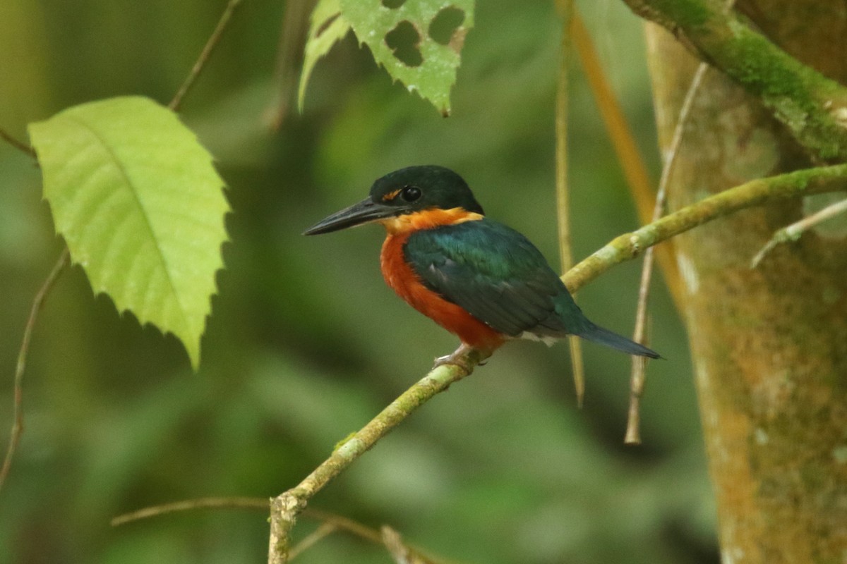 American Pygmy Kingfisher - Luis Carlos García Mejía