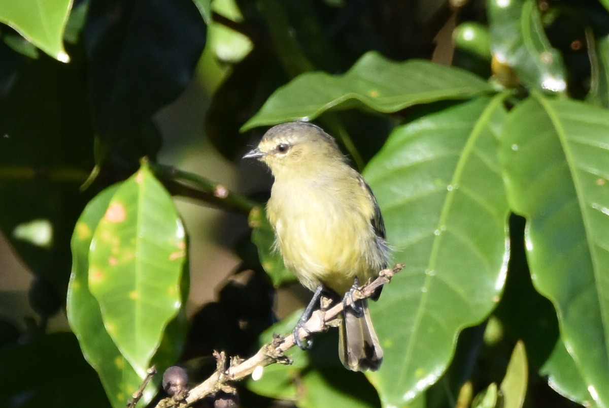 Tyranneau à face jaune - ML620559020