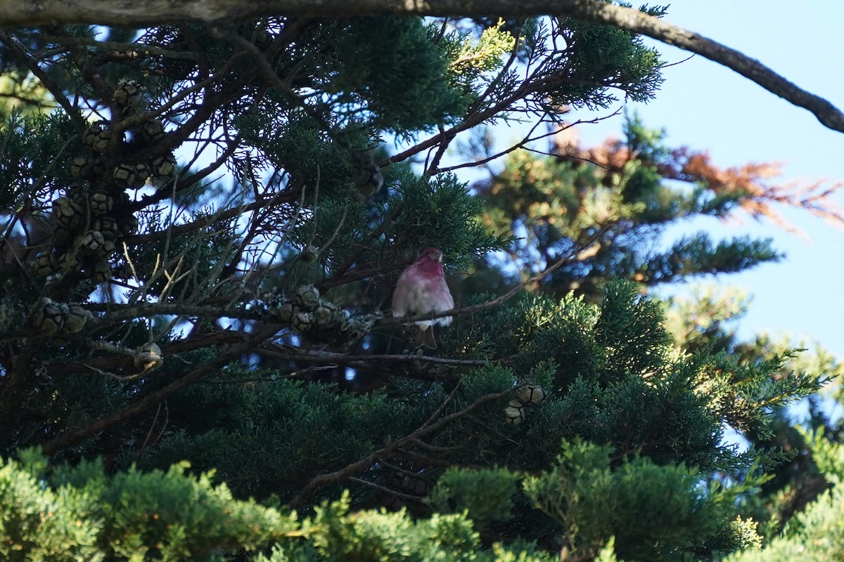 Purple Finch - ML620559023