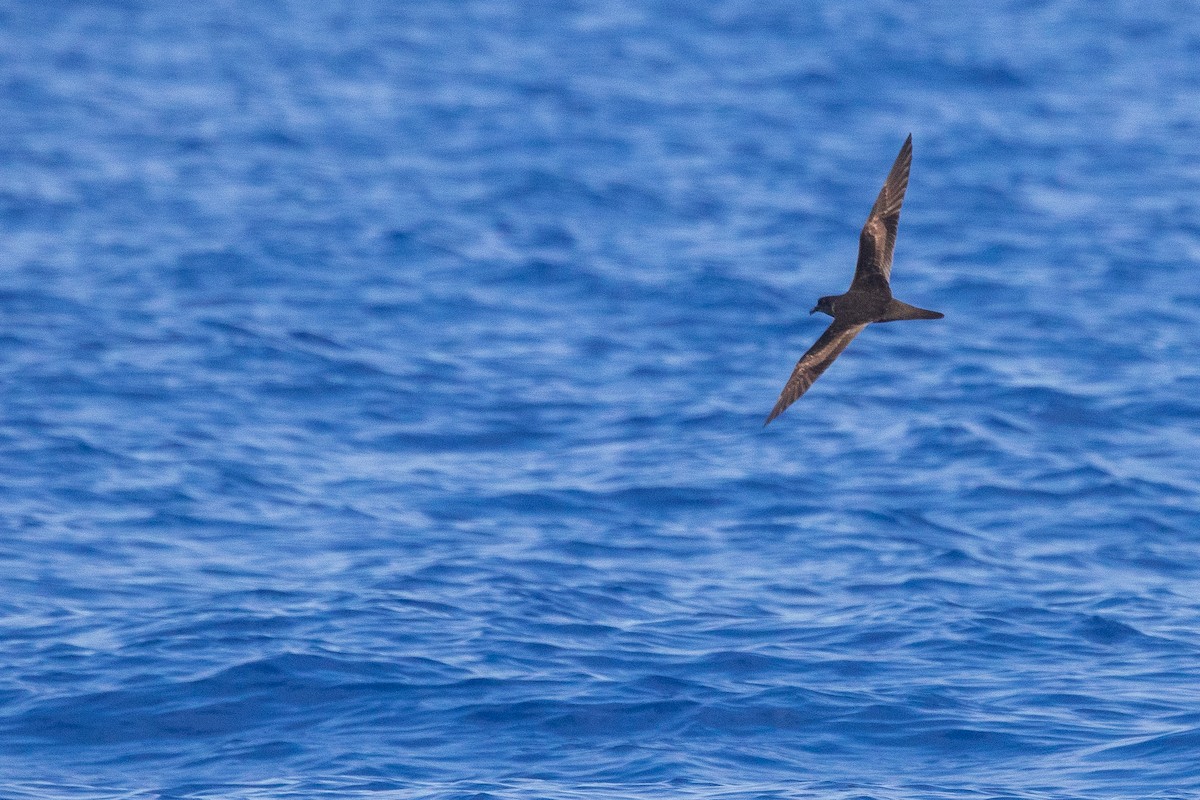 Bulwer's Petrel - ML620559025