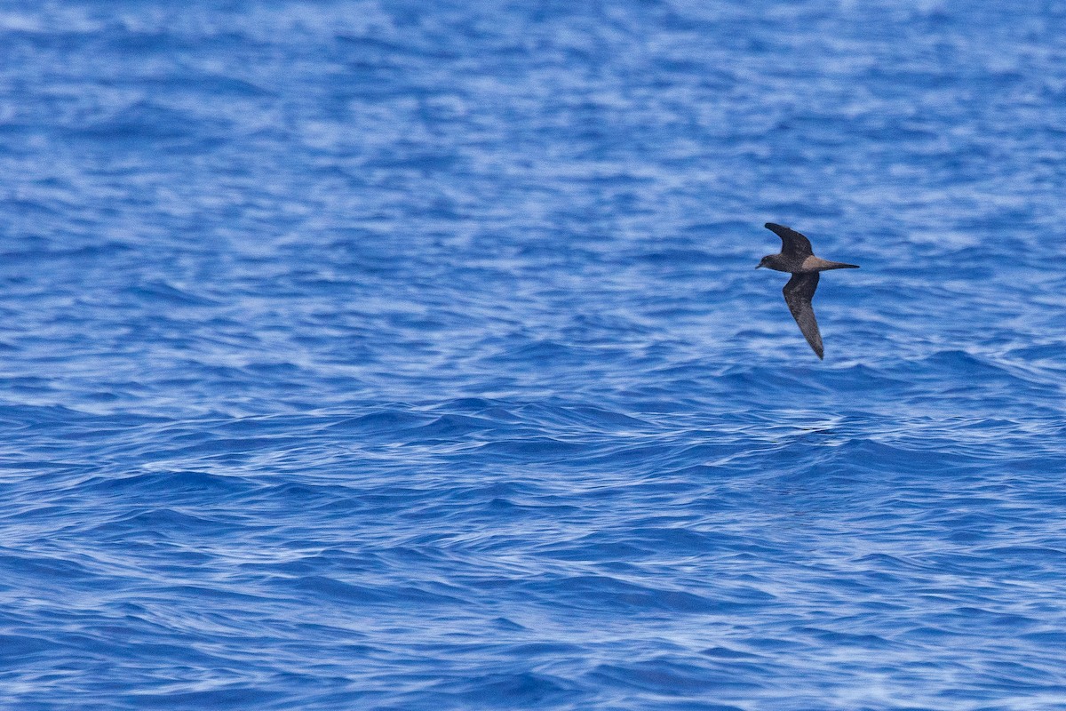 Bulwer's Petrel - ML620559026