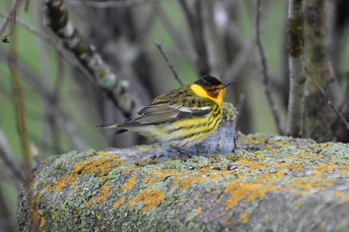 Cape May Warbler - ML620559029