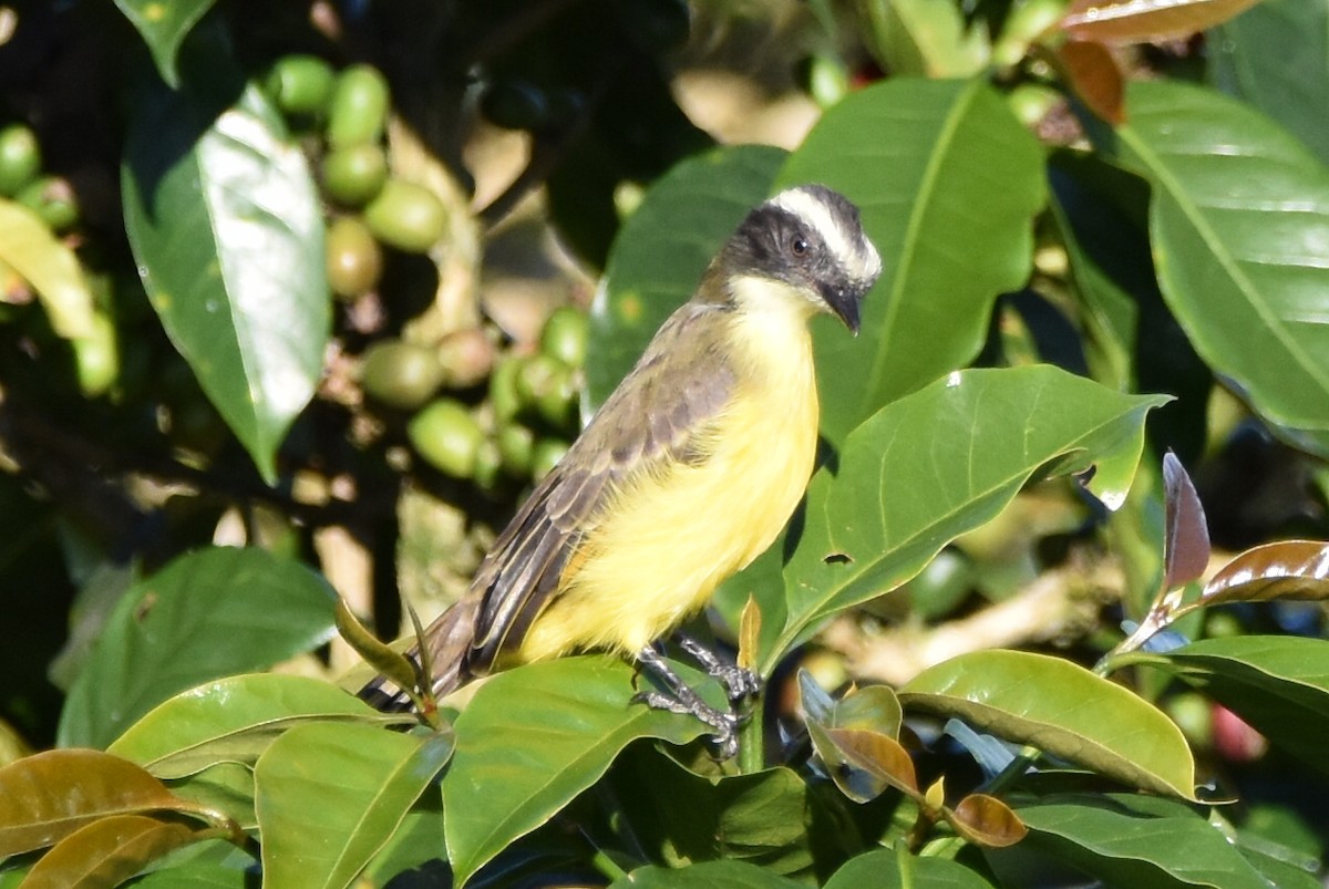 Social Flycatcher - ML620559031