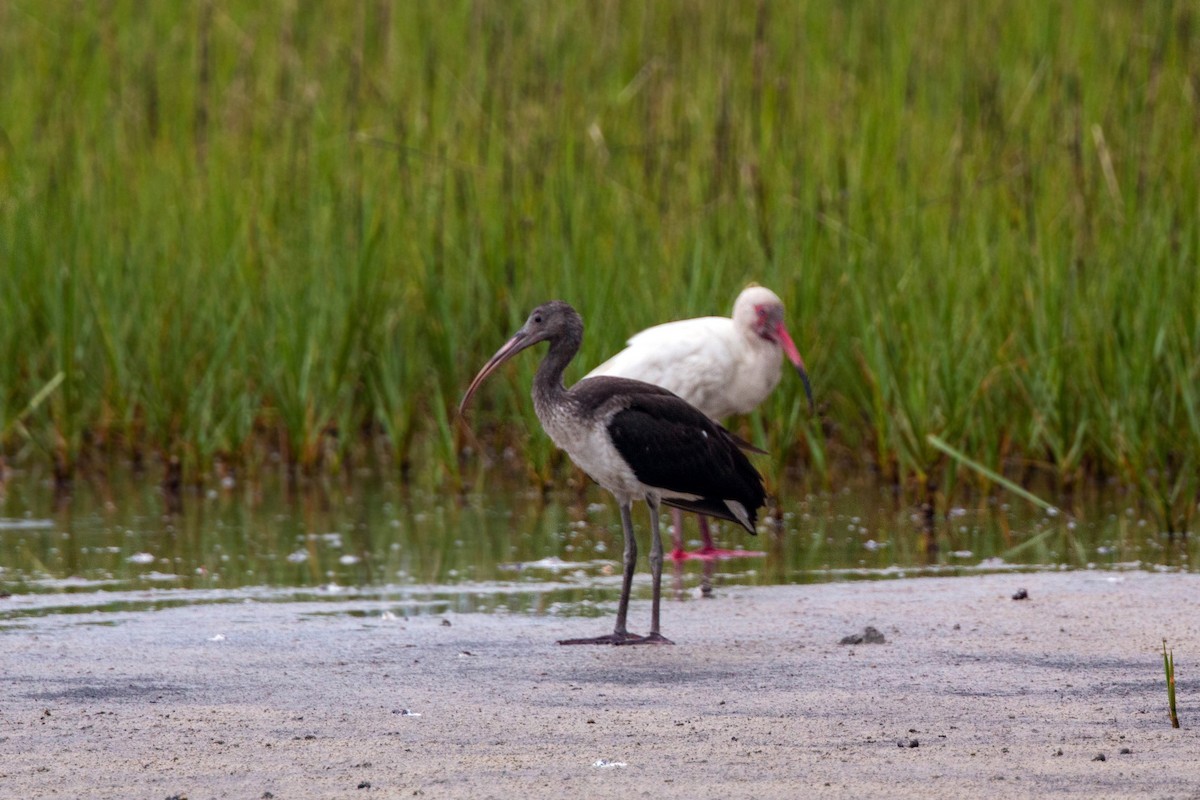 White Ibis - ML620559033