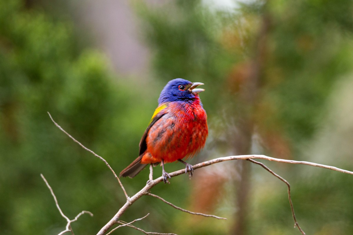 Painted Bunting - ML620559034