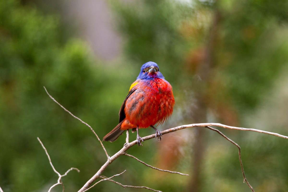 Painted Bunting - ML620559035
