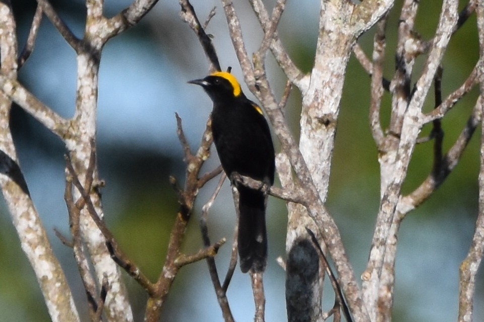 Oriole à épaulettes - ML620559036