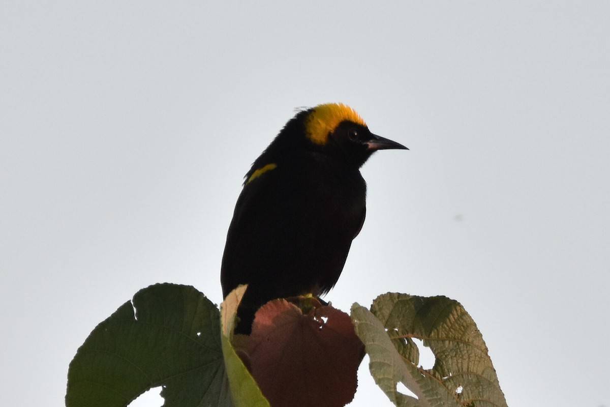 Oriole à épaulettes - ML620559037