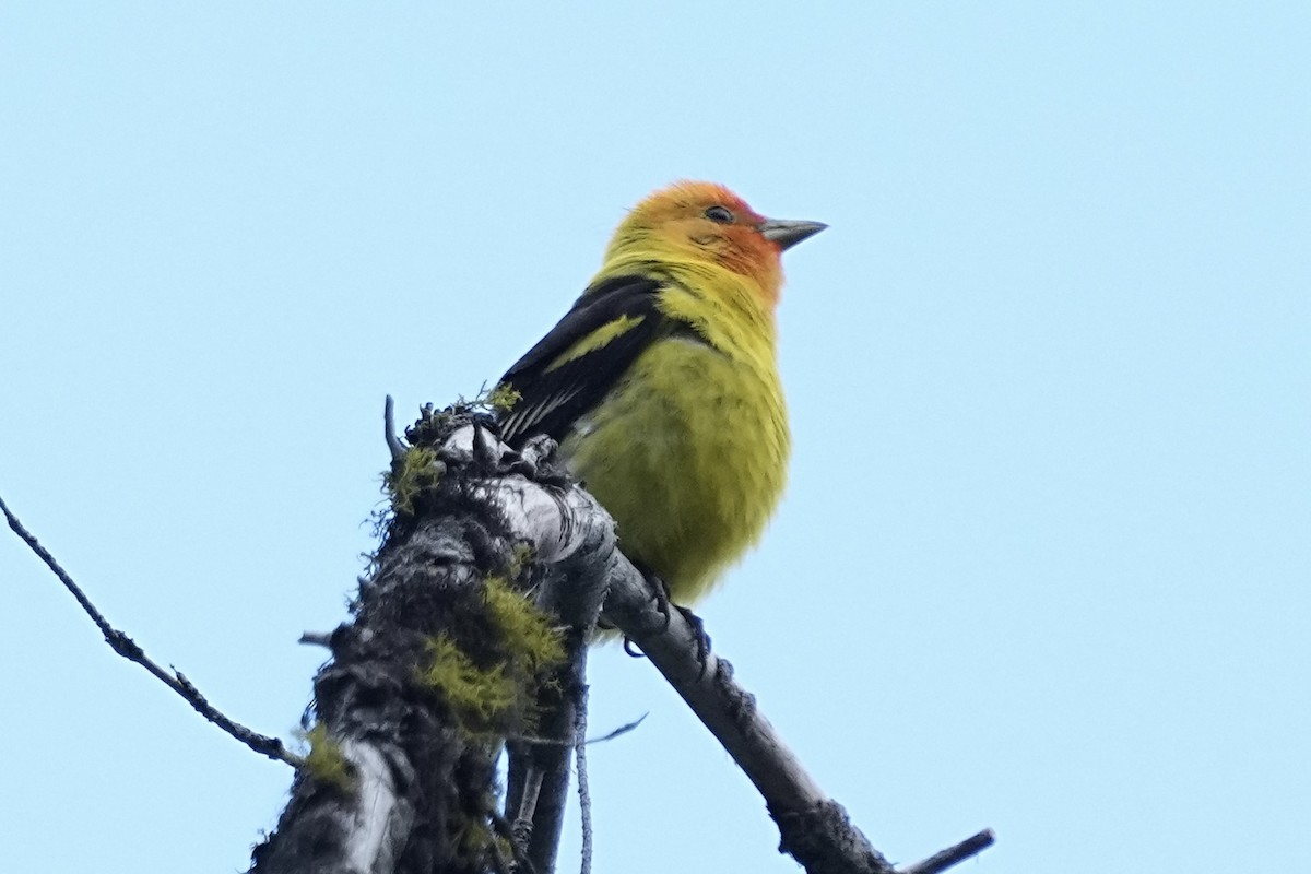 Western Tanager - ML620559044