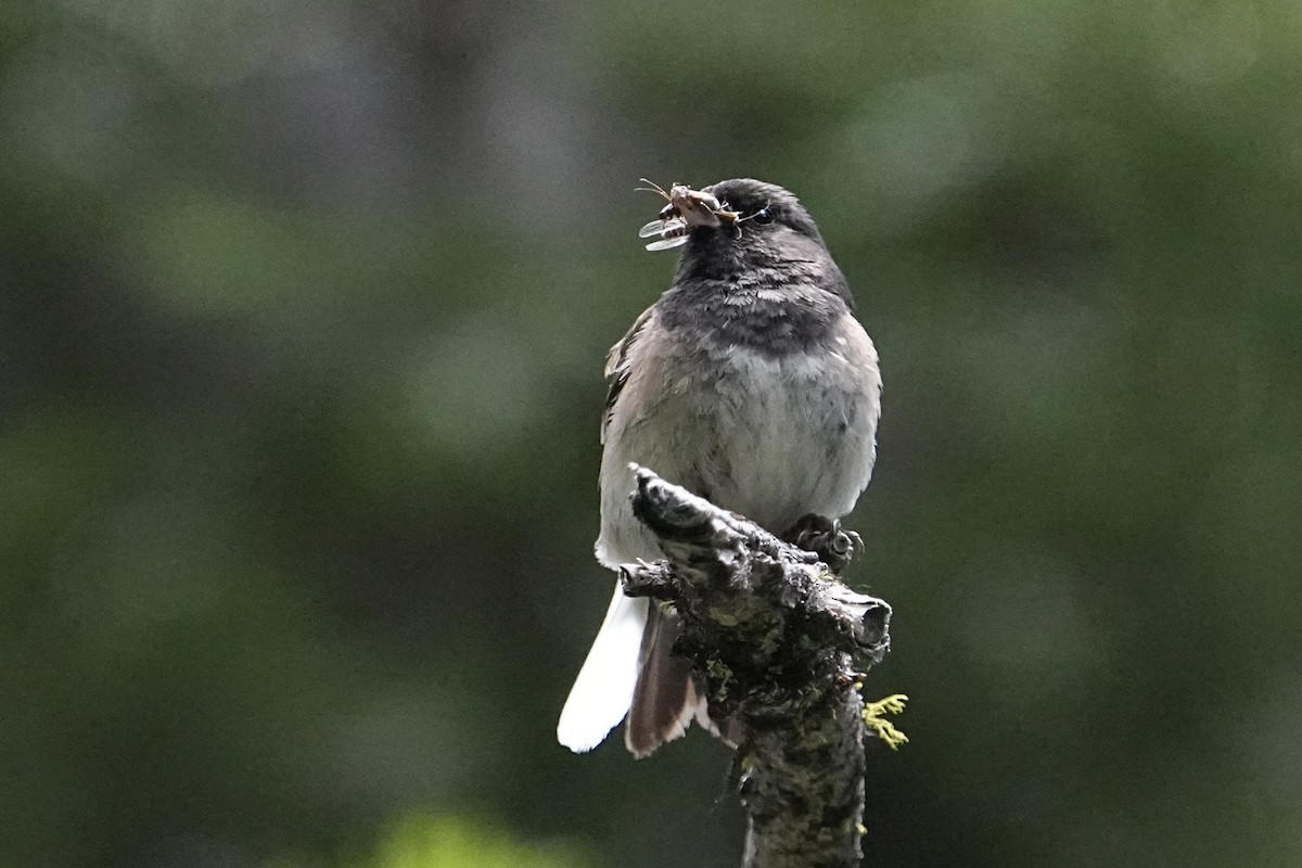 Dark-eyed Junco - ML620559046