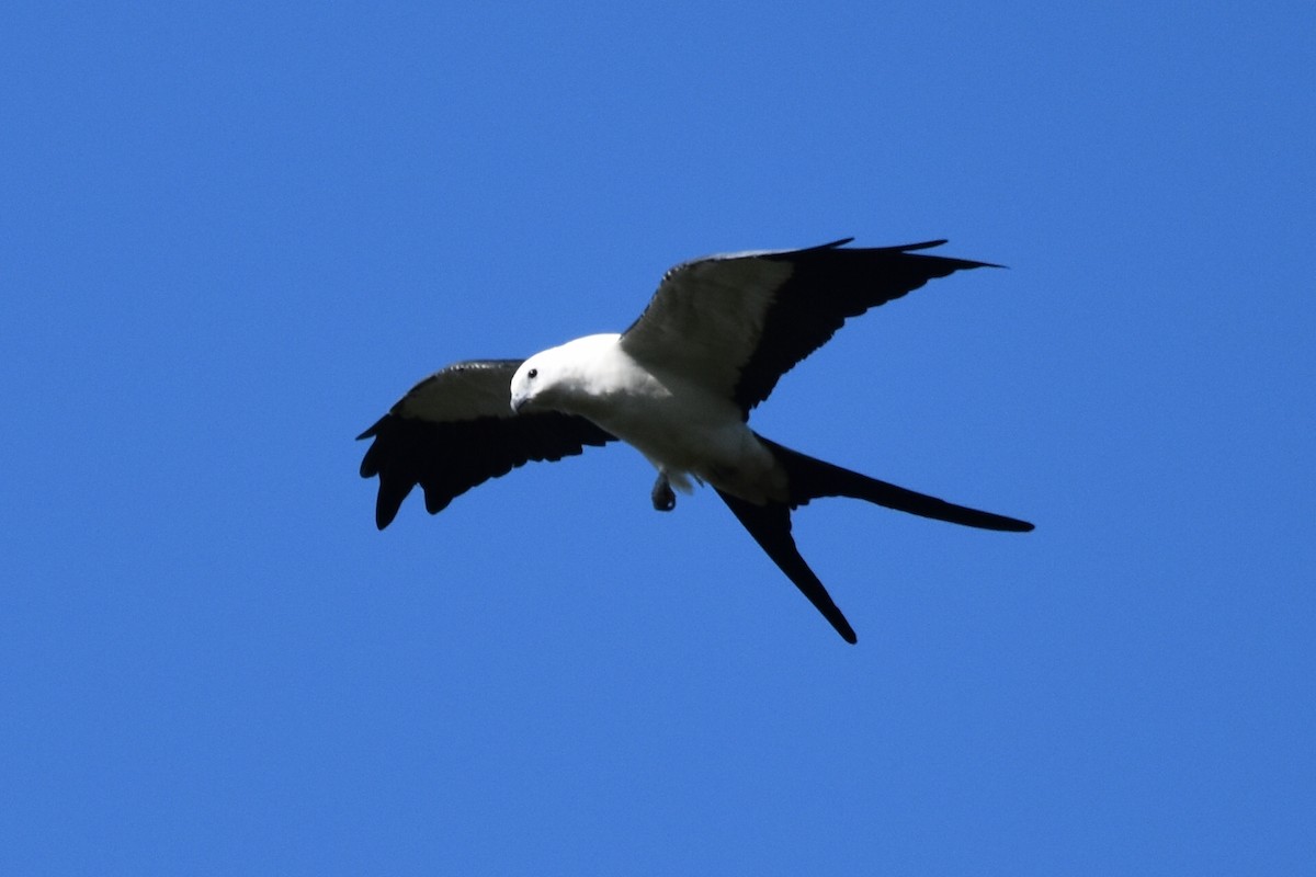Swallow-tailed Kite - ML620559051