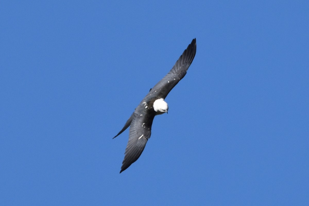 Swallow-tailed Kite - ML620559052