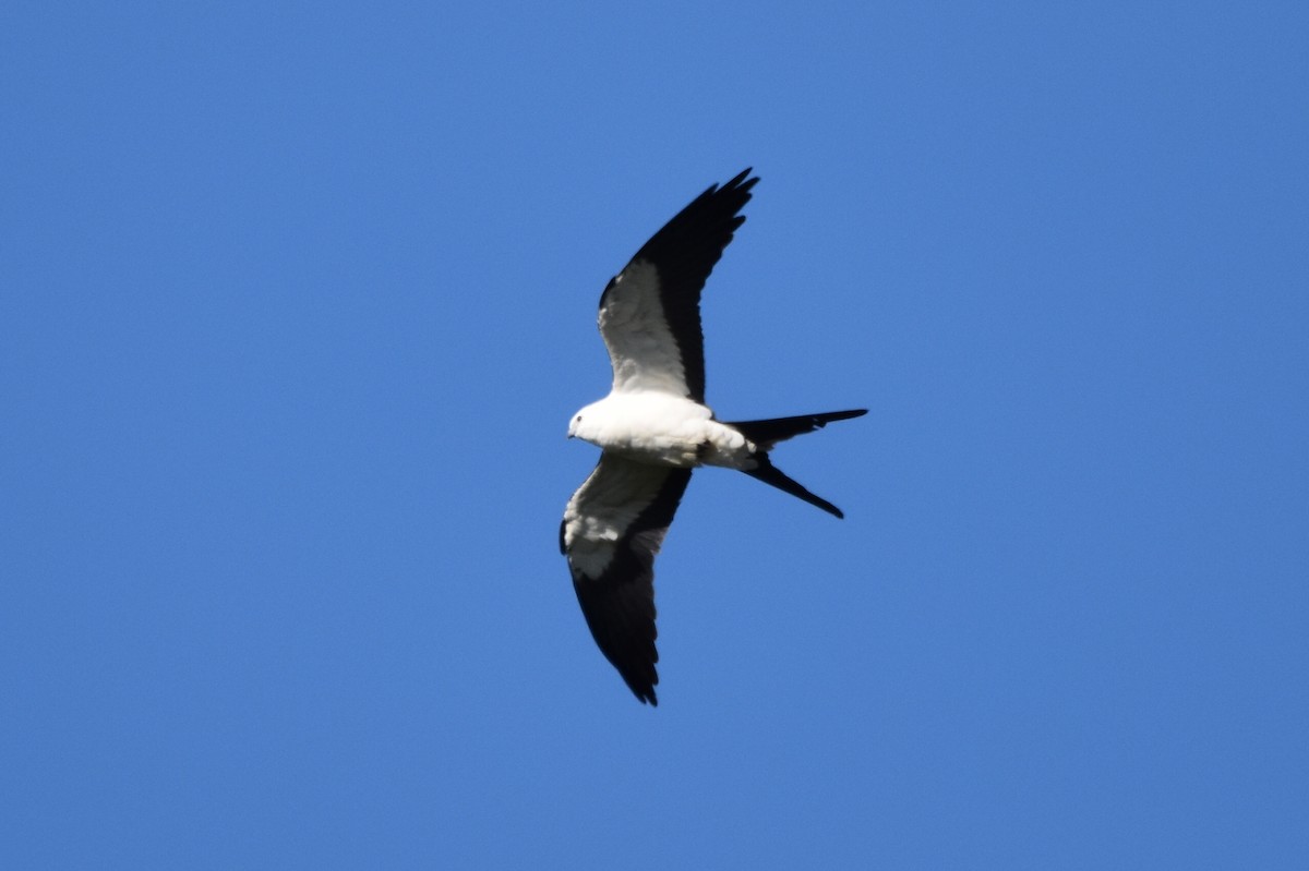Swallow-tailed Kite - ML620559053