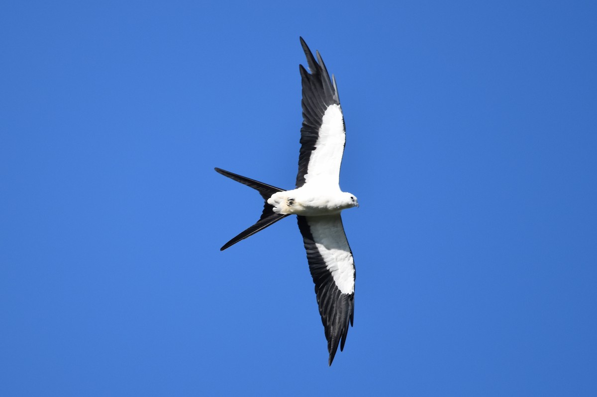 Swallow-tailed Kite - ML620559054