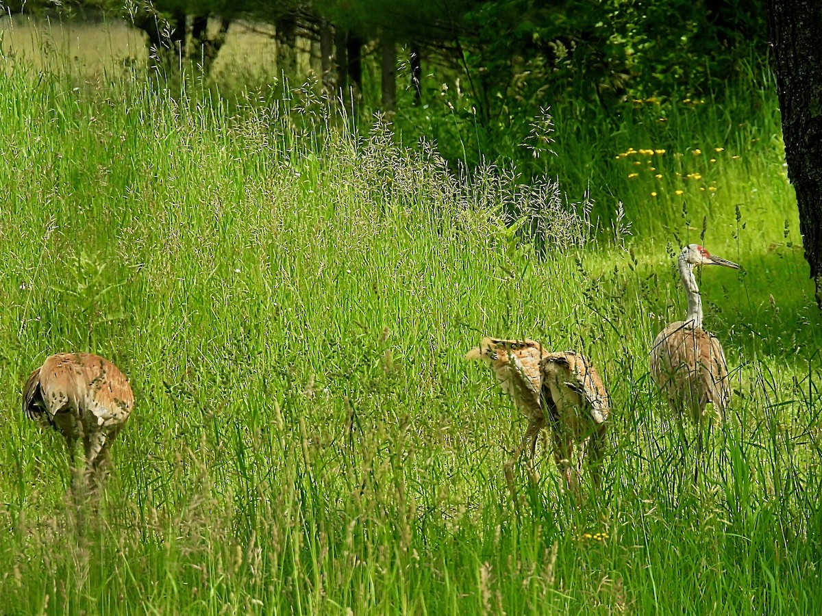 Sandhill Crane - ML620559057