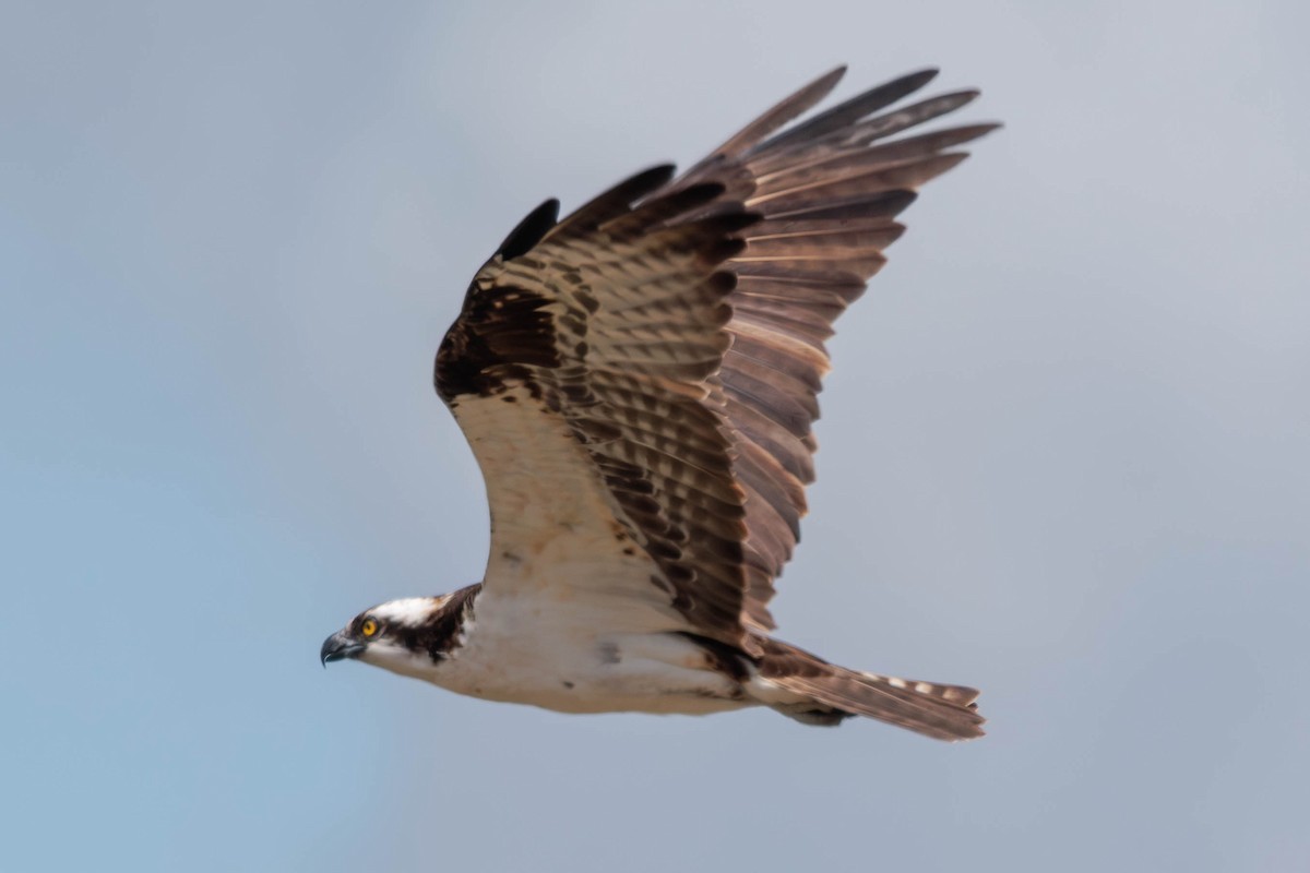 Osprey - ML620559065