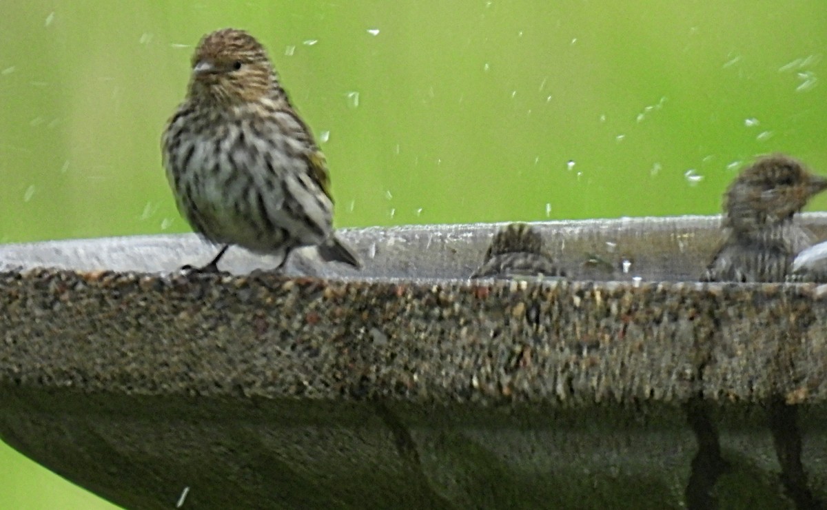 Pine Siskin - ML620559093