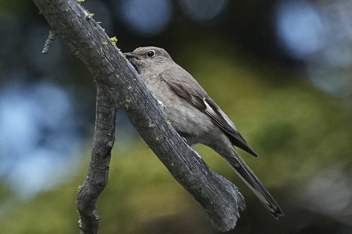 Townsend's Solitaire - ML620559096
