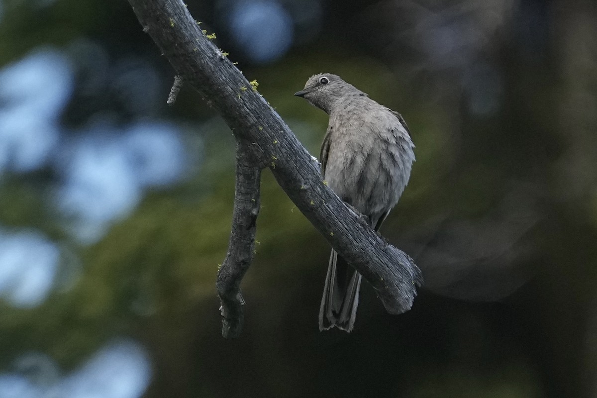Townsend's Solitaire - ML620559097