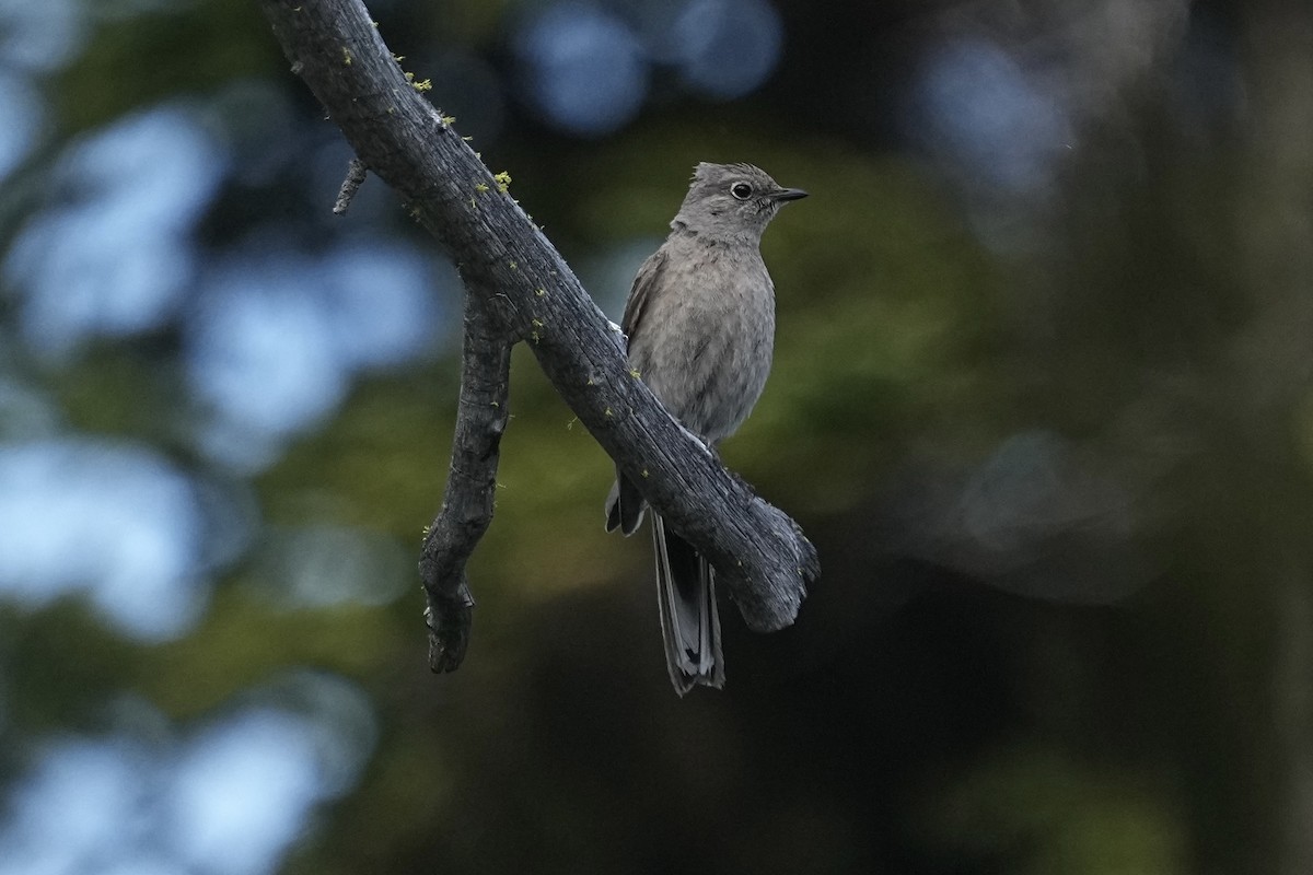 Townsend's Solitaire - ML620559098