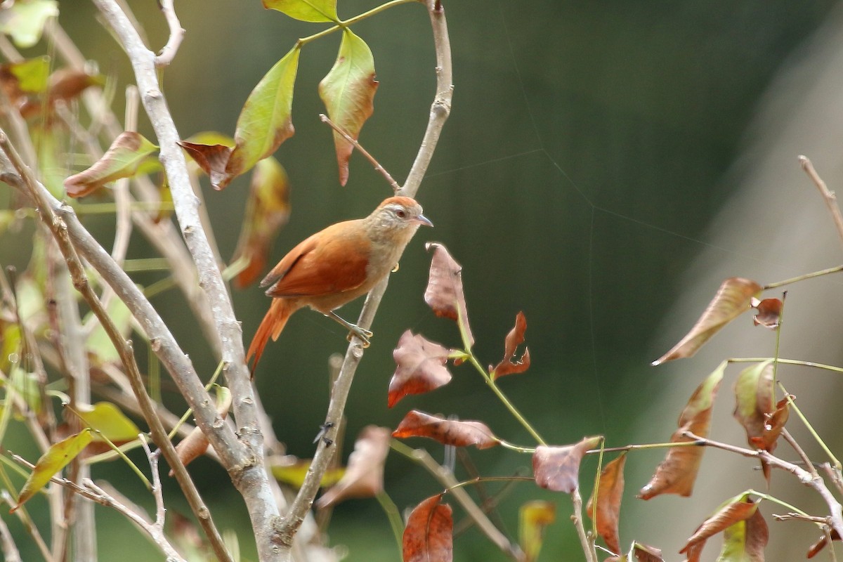 Rusty-backed Spinetail - ML620559101