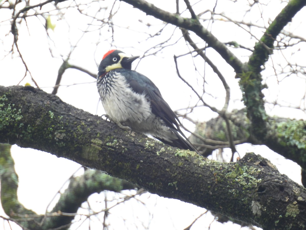 Acorn Woodpecker - ML620559102