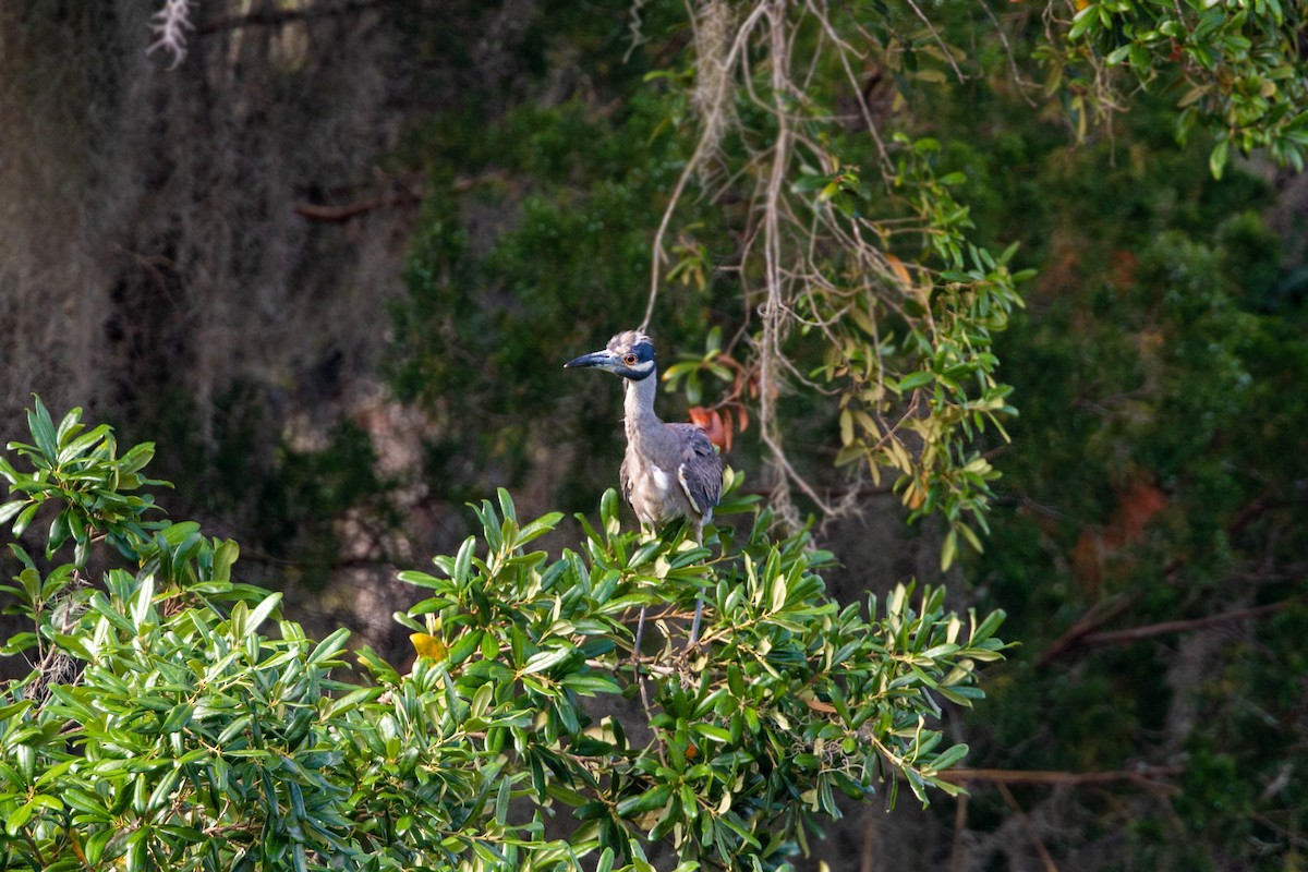 Yellow-crowned Night Heron - ML620559104