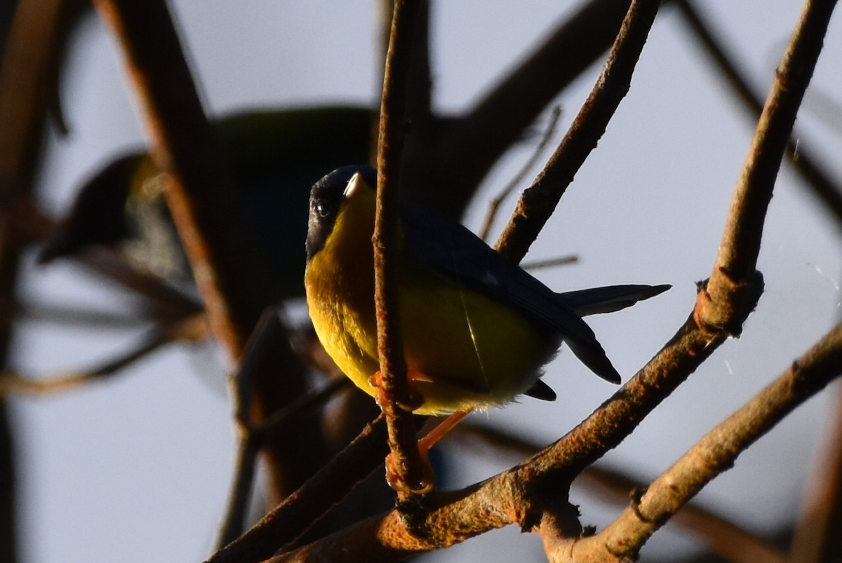 Tropical Parula - ML620559106