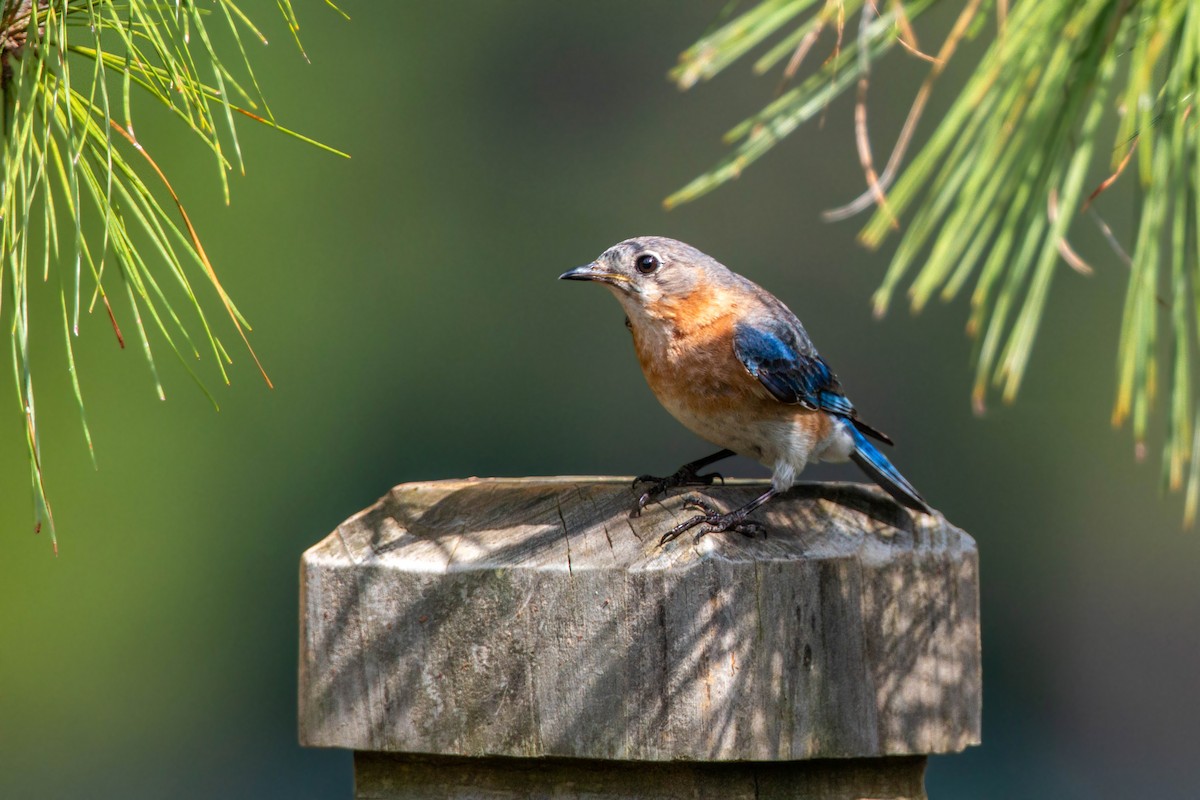 Eastern Bluebird - ML620559119