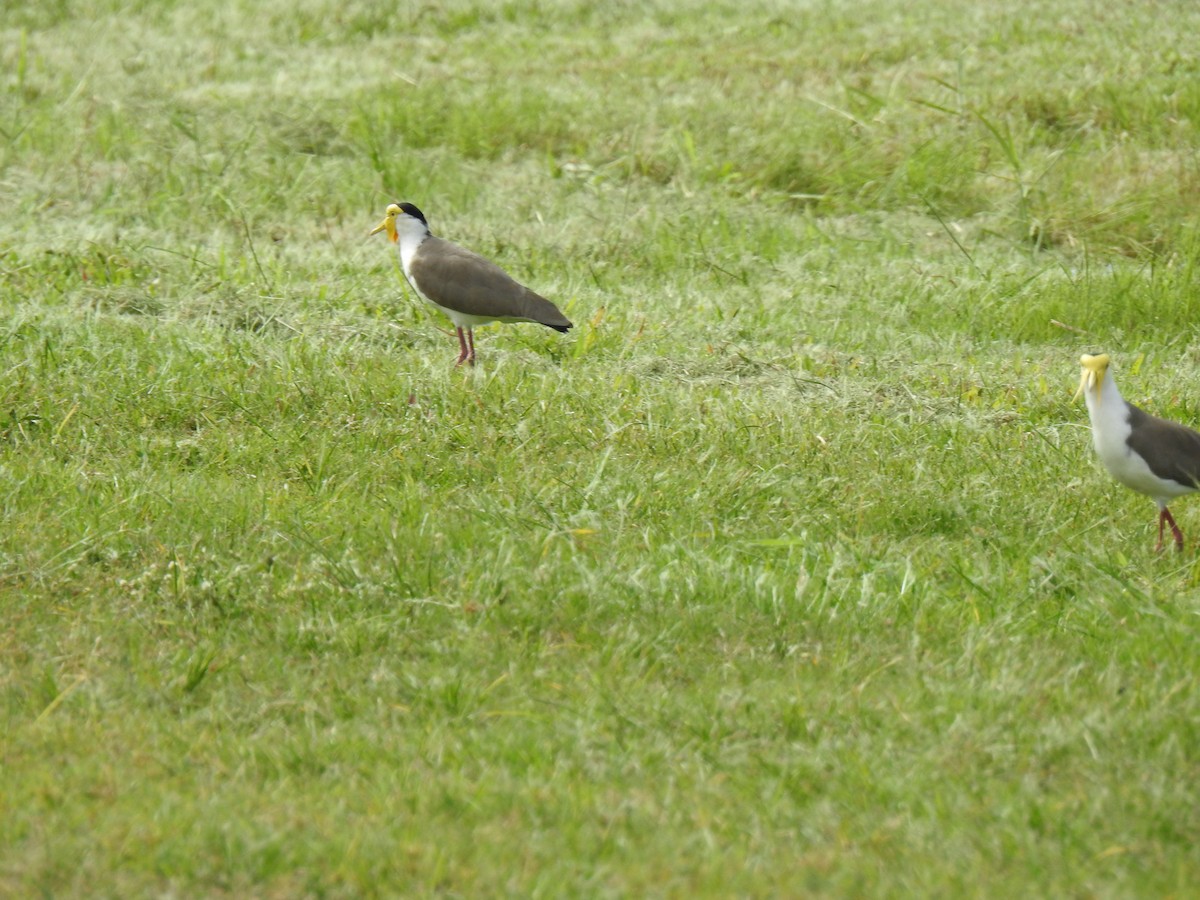 Masked Lapwing - ML620559124