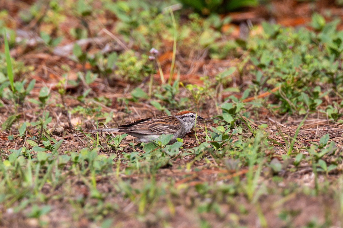 Chipping Sparrow - ML620559131