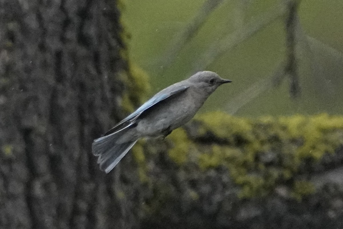 Mountain Bluebird - ML620559137