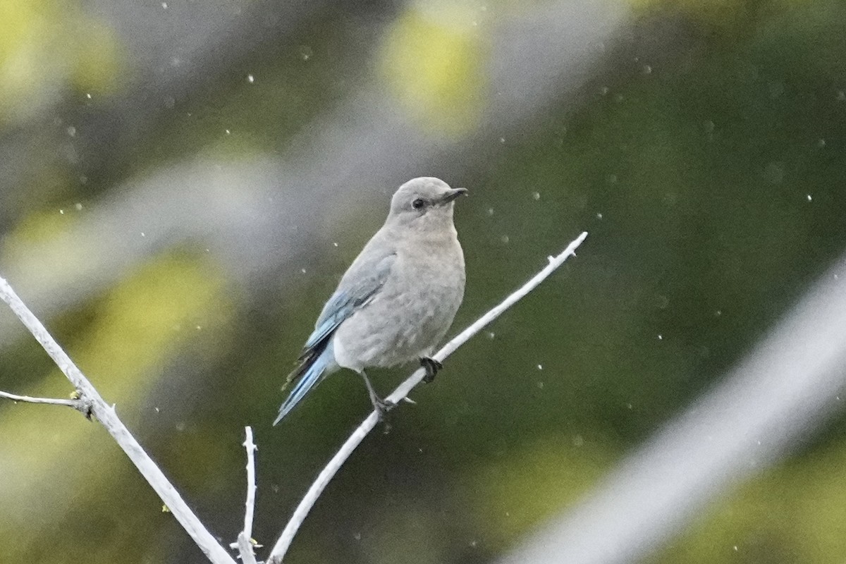 Mountain Bluebird - ML620559138