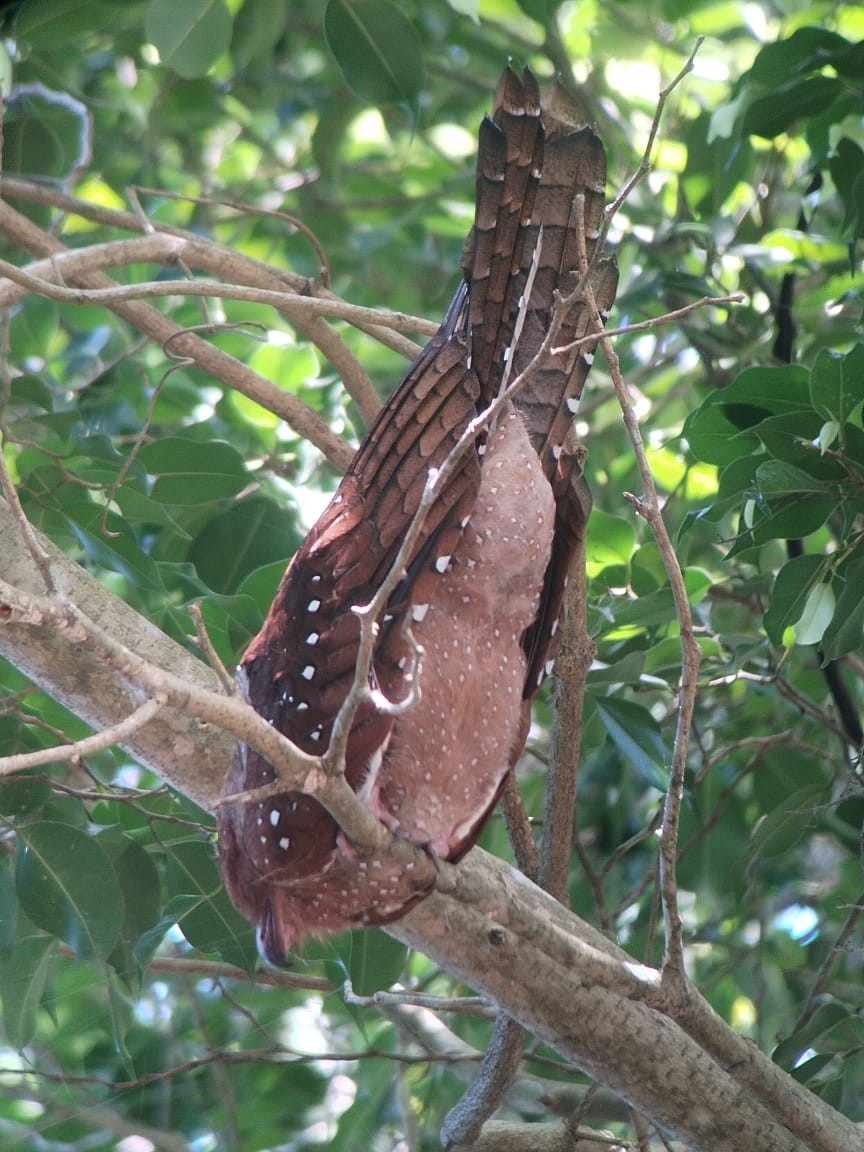 Oilbird - ML620559141